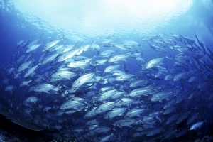 深海海底