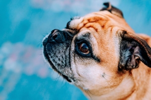  pug 狗 一瞥 个人资料 4k壁纸 3840x2160