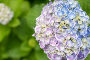 绣球花 花 灌木 植物 宏观 4k壁纸 3840x2160