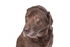 巧克力拉布拉多犬