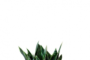 白色花盆绿色虎尾兰盆栽