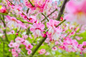 桃花朵朵盛开
