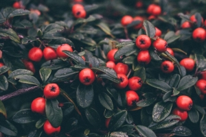  cotoneaster 浆果 叶子 植物 宏观 4k壁纸 3840x2160
