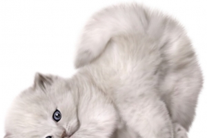 黑白动物 灰猫 流浪猫 玩耍的猫 黑白猫