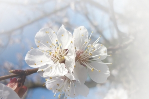 春天 草地 桃花 梨花 渐变透明 元素3