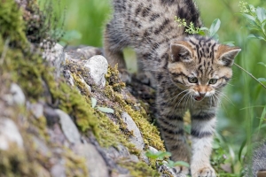 小猫 野猫 猫 咧嘴笑 草 行走 4k壁纸 3840x2160