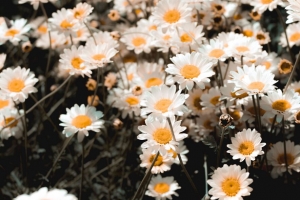 洋甘菊 田野 开花 花瓣 林地 4k壁纸 3840x2160