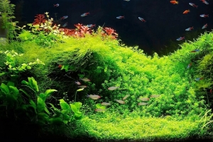 水草造景背景