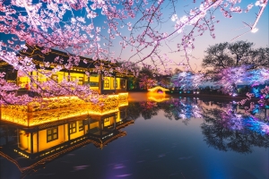 无锡鼋头渚樱花高清风景图片