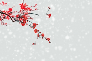 冬季腊梅文艺雪花banner