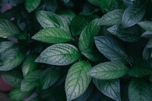 树叶 植物 绿色 灌木 树枝 4k壁纸 3840x2160