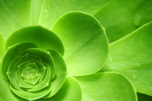 绿色植物护眼5K高清壁纸