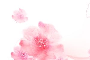 婚礼花瓣梦幻粉色banner背景