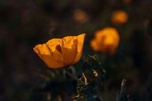 罂粟 花 黄色 开花 植物 4k壁纸 3840x2160