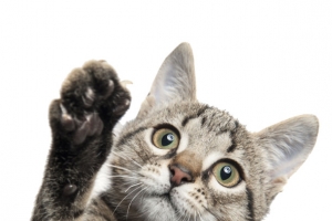 可爱的猫咪