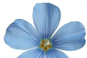 蓝色手绘花