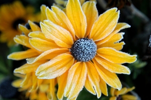  rudbeckia 花 花瓣 霜 宏观 黄色 4k壁纸 3840x2160