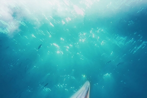 深海鲸鱼海洋馆宣传海报背景psd