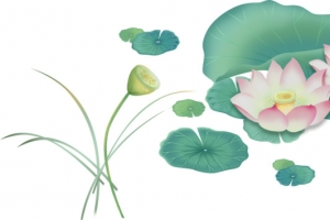 小小的荷花叶