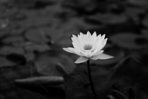 莲花 睡莲 黑白 树叶 4k壁纸 3840x2160