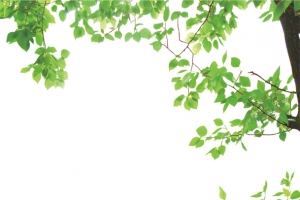 绿色树枝
