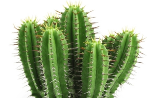 仙人掌PNG绿色植物