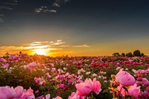 夕阳天空玫瑰花海