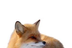 狐狸