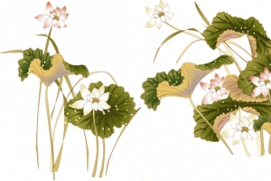 古典荷花莲花