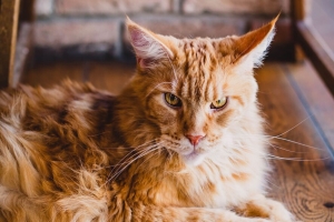 猫 毛茸茸的 姜黄色的猫 躺着的 4k壁纸 3840x2160