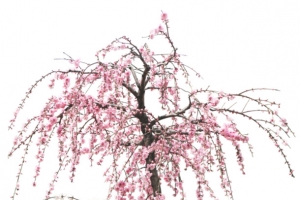 粉红免抠桃花树
