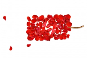 PNG红玫瑰花瓣
