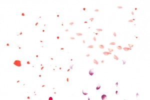 花瓣红色花瓣粉红花瓣紫色花瓣大集合