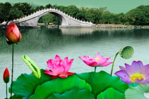 湖面风景荷花拱桥海报banner背景