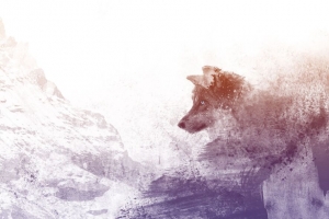3840x2160  wolf 艺术 photoshop 捕食者壁纸 背景