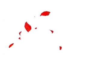 红色花朵漂浮花朵