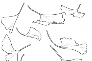 手绘银杏叶图片