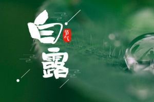 二十四节气白露露水banner海报