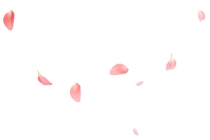 玫瑰花花瓣