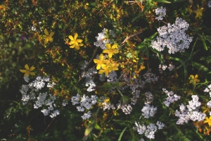 花 植物 开花 4k壁纸 3840x2160