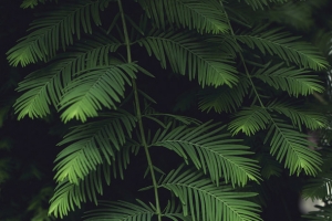 绿色植物神秘海报