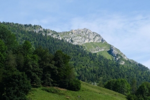 山 斜坡 树木 森林 风景 4k壁纸 3840x2160