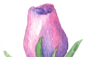 玫瑰花苞