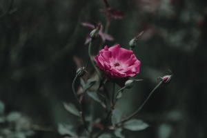 玫瑰 芽 茎 粉红色 4k壁纸 3840x2160