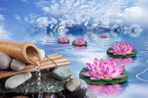 荷花 莲花 水 竹 图片