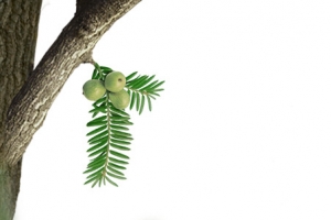 树干模糊果子高清PNG透明漂浮花瓣设计素材免费下载