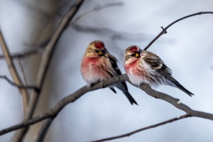  redpoll 鸟 树枝 模糊 野生动物 4k壁纸 3840x2160