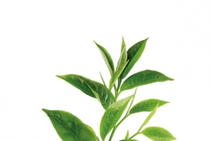绿色植物茶叶