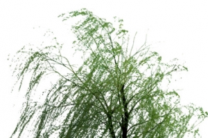 春日微风吹拂绿树