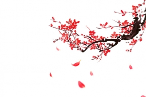 中国风梅花